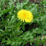 diente de leon flor.jpg