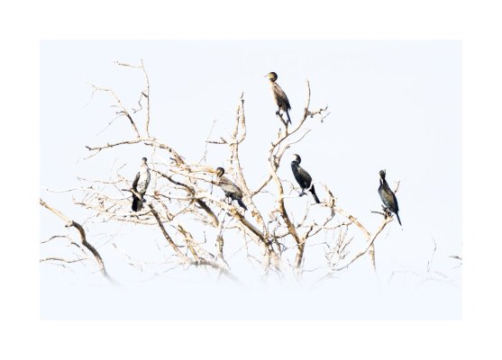 PA310404-DxO_DeepPRIME XD2s_XDmarco.jpg