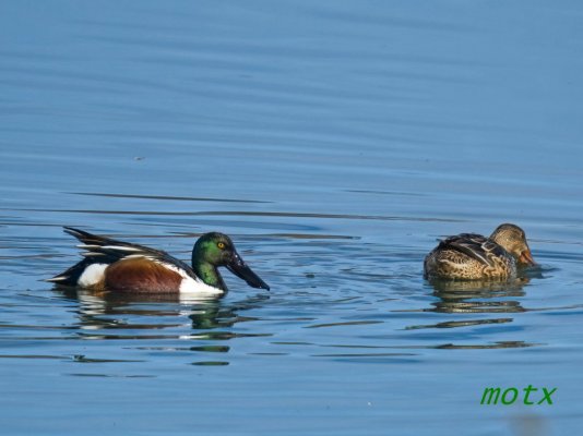 Estampas del Delta del Ebro.La pareja de spatula clypeata, vámos, pato cuchara.Spain..jpg
