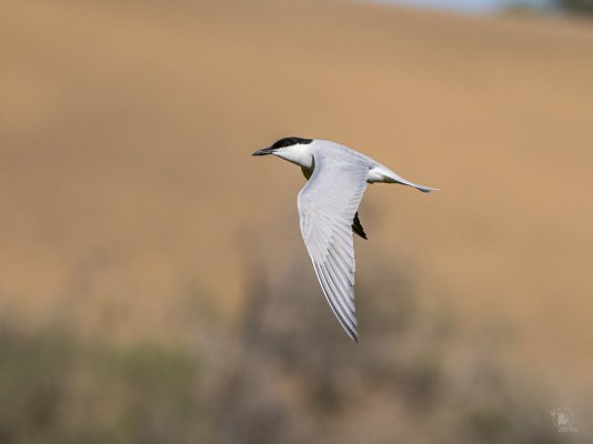 P4281282-Editar.jpg