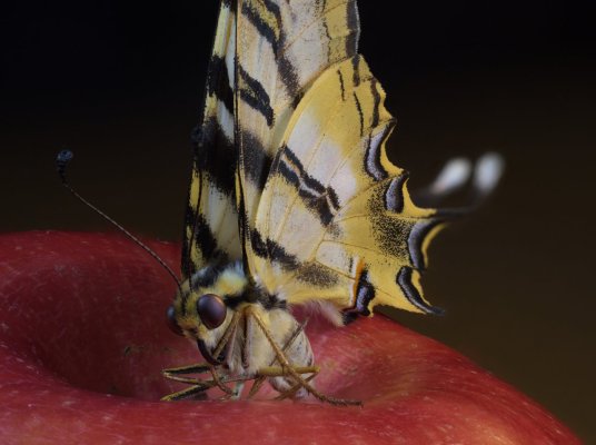 butterfly_3.jpg