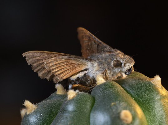 butterfly_on_lophophora_crop.jpg