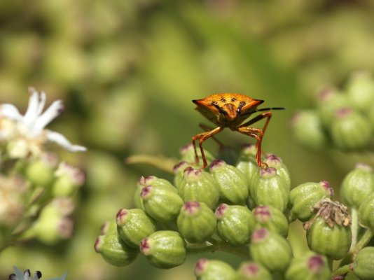 forest_insect_01.jpg