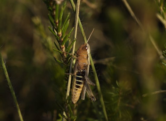Saltamontes2 (B,R8,S4).jpg
