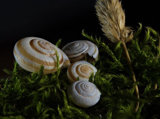 moss_and_snails2.jpg