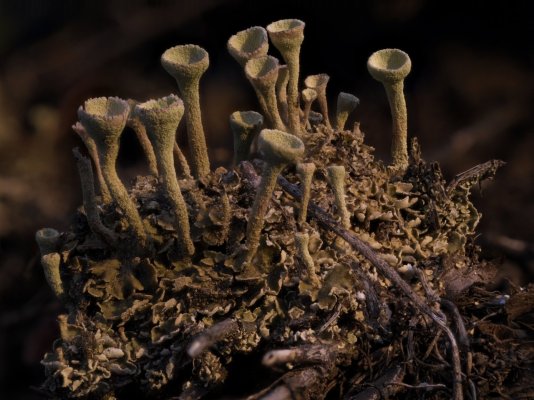 little_fungi.jpg
